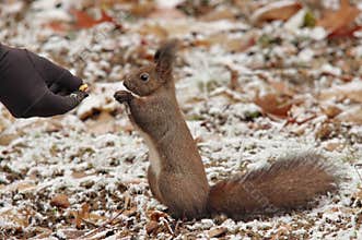 Red squirrel, Sciurus vulgaris, in the park, early winter, attentive to a piece of walnut