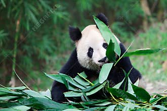 Old giant panda
