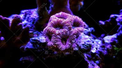 Acanthastrea lordhowensis LPS coral in aquarium