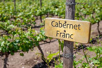 PINOT NOIR Wine sign on vineyard. Vineyard landcape