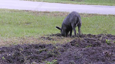 Young wild hog digging dirt
