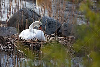 Swan in nest on lake in Stockholm