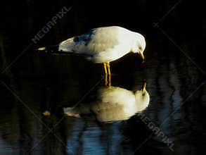 Ring Billed Gull Curiously Looking At His Reflection