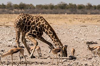 Giraffe and gazelles in Etosha National Park
