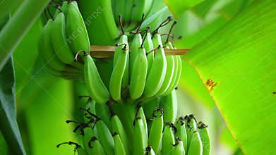 Banana cluster hanging from tree closeup shot panning