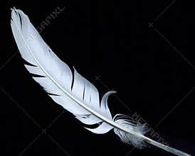 White feather