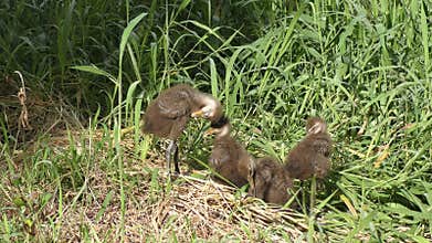 Baby limpkins in Florida wetlands