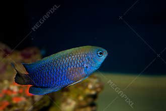 Allens or Neon Damselfish