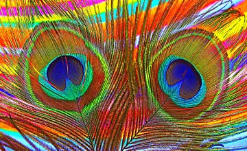 Beautiful peacock feathers close up