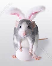 Easter Rat