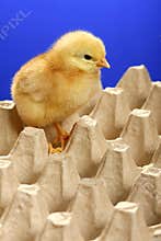 Baby chicken in egg carton
