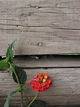 Wooden background. Floral background. Wood Texture