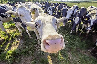 Adorable cows looking with interest into camera.