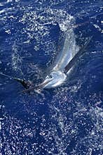 Beautiful white marlin real billfish sport fishing