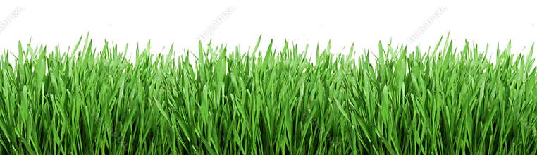 Green grass