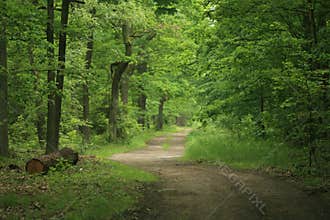 Forest path v3