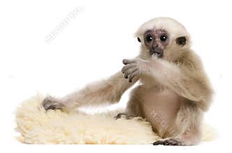 Young Pileated Gibbon, 4 months old, Hylobates Pileatus