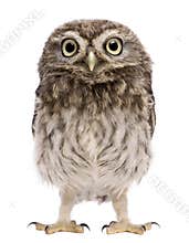 Little Owl, 50 days old, Athene noctua
