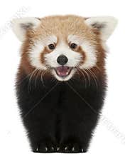 Young Red panda or Shining cat, Ailurus fulgens, 7 months old