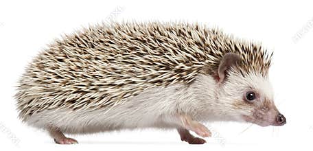 Four-toed Hedgehog, Atelerix albiventris, 6 months old