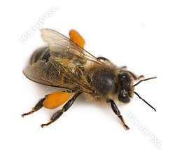 Western honey bee or European honey bee, Apis mellifera, carrying pollen