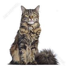 Maine coon cat, sitting and facing, isolated