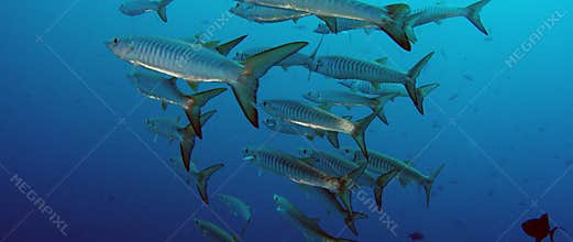 Large School of Chevron Barracuda fish
