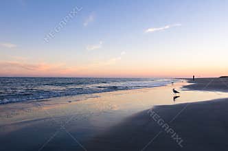 Seagull walks on the beach at Tybee Island Georgia at sunset