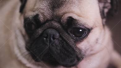 Portrait of a surprised, troubled dog pug