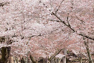 Blooming Japanese cherry tree