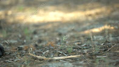 Sneaker shoe lying near corpse, body covered with tree branch, murder in woods