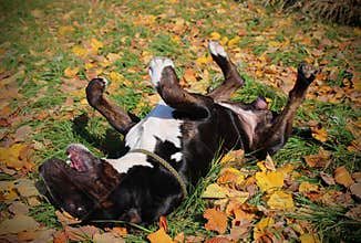 Funny English Bull Terrier rolling, enjoying warm autumn in the nature
