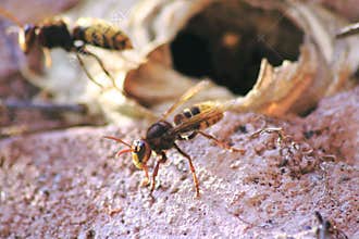 Hornisse flies out of the nest, which was built into house wall.