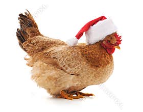 Chicken in a Christmas hat