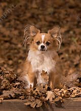 Autumn chihuahua
