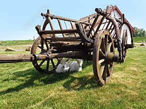 Little goats resting in the carriage shade
