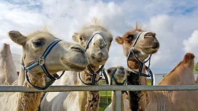 Close-up view of four curious camels