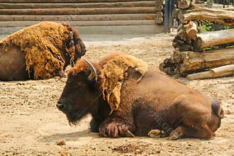 Bison, or European bison lat. Bison bonasus is a species of animals