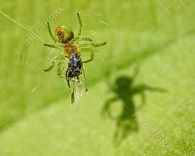 Green spider and the shadow