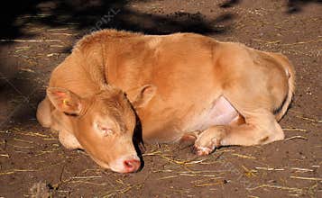 Sleeping Calf Basking In Sun