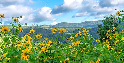 The beautiful road with wild sunflowe on both sides of the blooming golden road