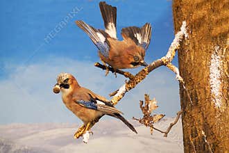 Jay pair on a branch, with colorful, blue feathers, food in the beak