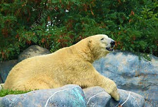 Polar bear resting on rocks