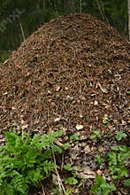 Ant hill