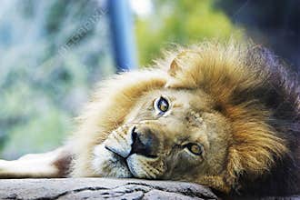 Lion Resting Head on Rock