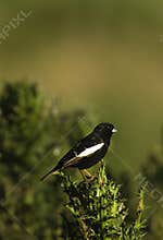 Lark Bunting