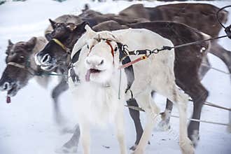 Reindeer team white reindeer leader stuck out his tongue
