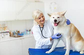 Female vet examining a dog sitting on an examination tableÂ 