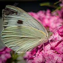 Closeup of a White Butterfly on a Pink Flower