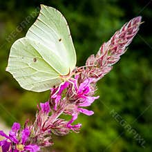 Closeup of a White Butterfly on a Pink Flower in The Forest